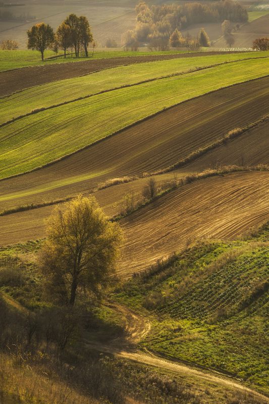 Nature, Field, Rural, Day, Green, Tree, Agriculture, Grass, Landscape, Poland Autumn in Poland фото превью