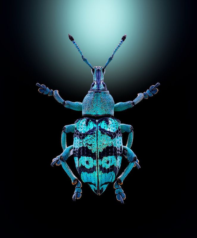 coleoptera, curculionidae, eupholus chevrolati, эуфолюс великолепный Эуфолюс великолепныйphoto preview