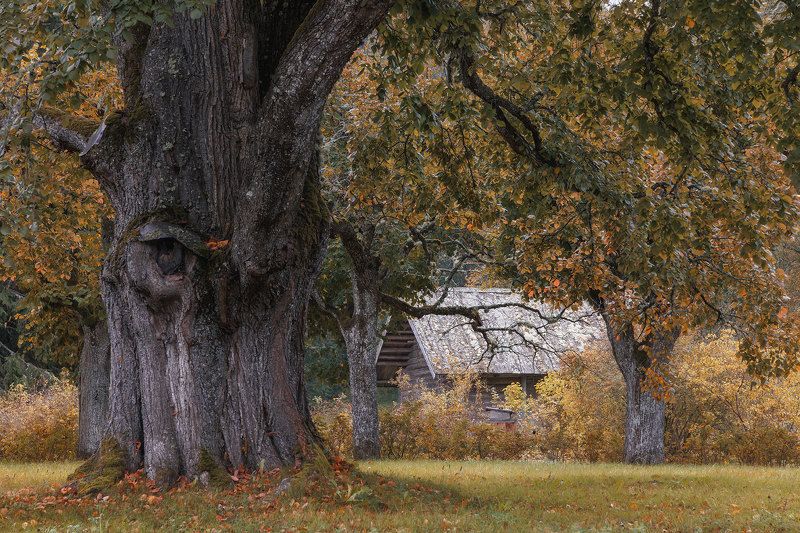 Он все видит...photo preview