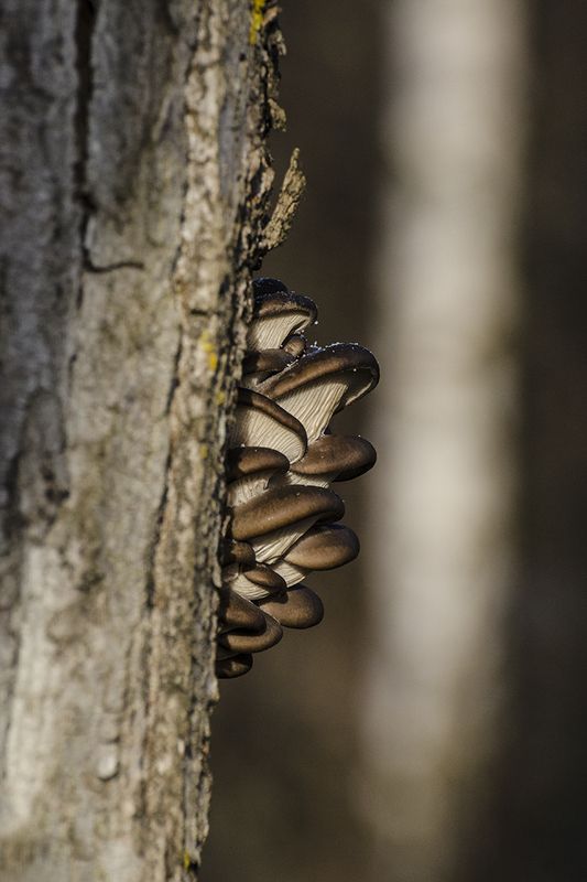 грибы вешенки осень ноябрь архангельское На солнечной стороне ноябряphoto preview