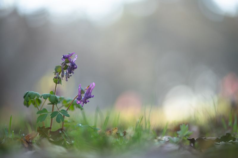 хохлатка, весна, свет, первоцвет, апрель, воронеж, россия, геннадий мещеряков Красавица хохлатка...photo preview