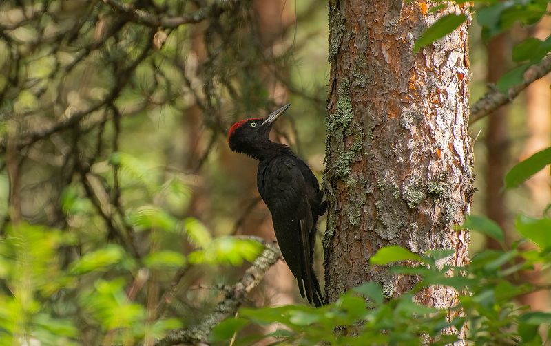 Лесной Демон :)photo preview