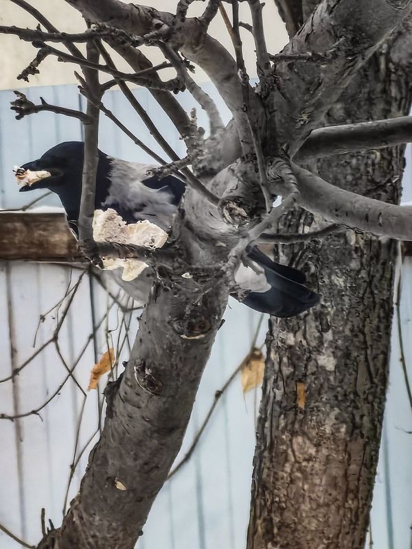 Ворона и салоphoto preview