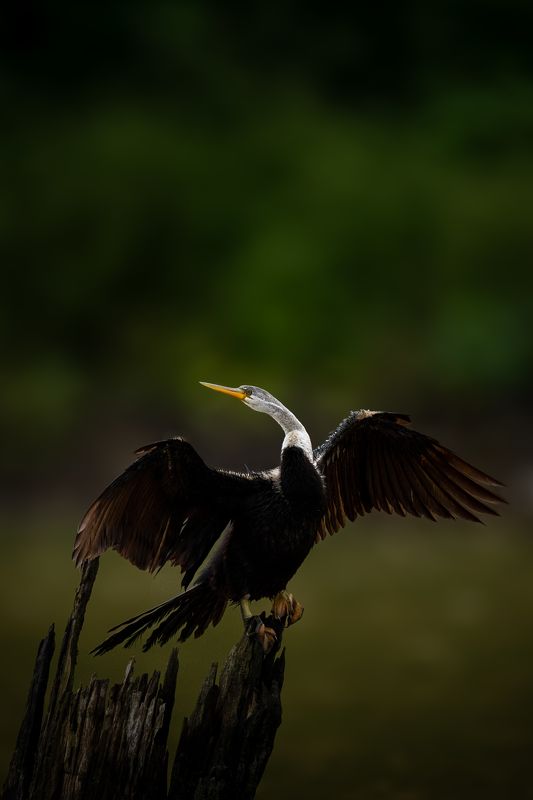 Wings of Solitudephoto preview