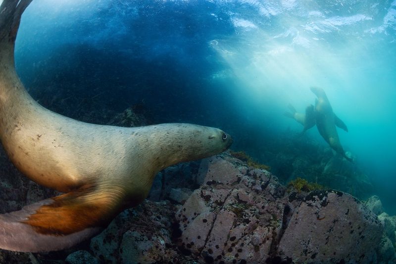 сивуч, морской лев, подводный мир, дальний восток, монерон, дикая природа Третий лишнийphoto preview