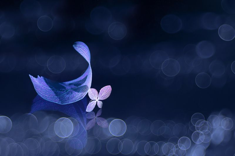 close-up Freedom of illusions фото превью