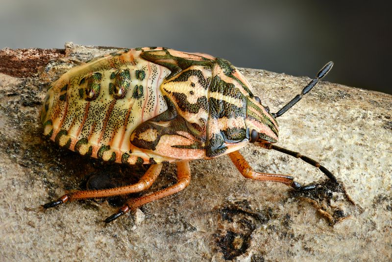 Carpocoris purpureipennis photo preview