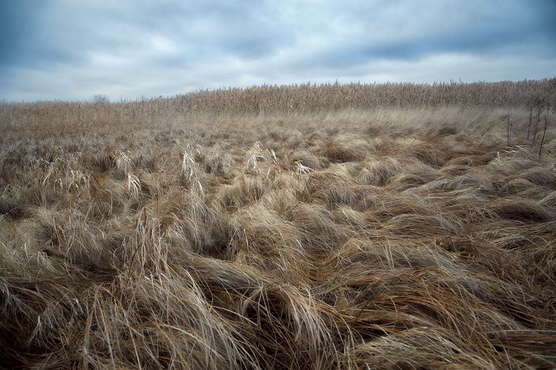 Шелк уснувшей травыphoto preview