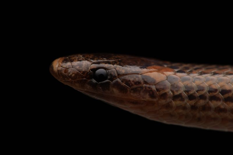 Tantilla calamarinaphoto preview