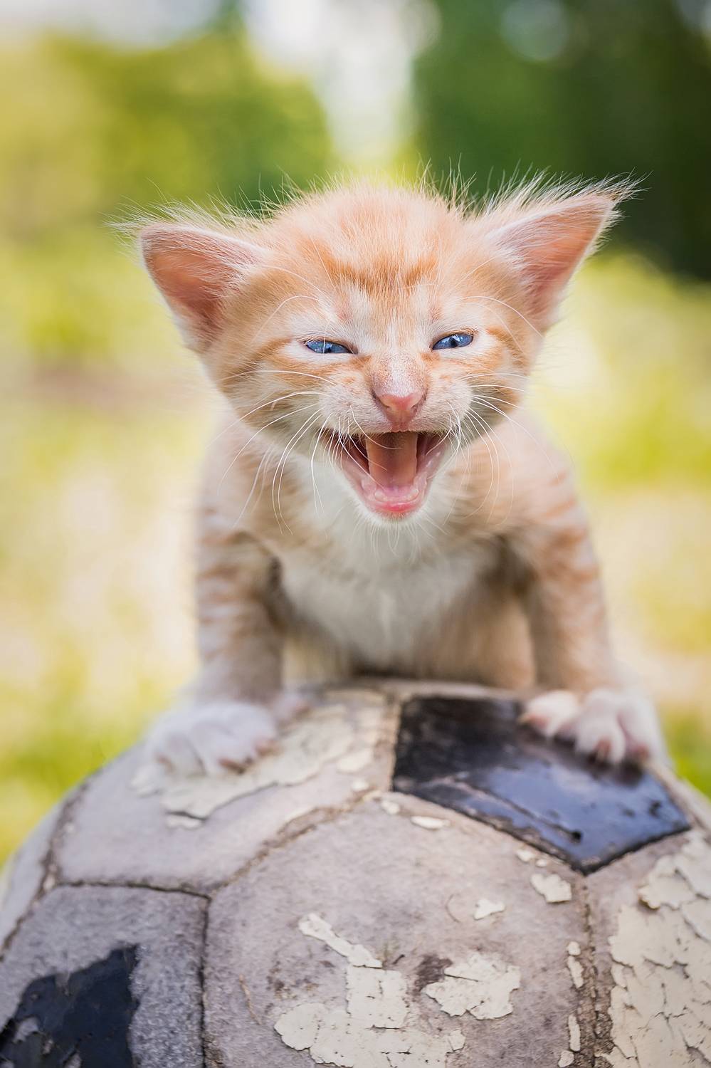 Вратарь. Автор: Корнеев Алексей , Корнеев Алексей