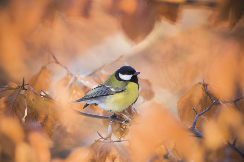 Bird, Photography, Animal, Wildlife, Nature, Songbird, GreatTit , Autumn Great tit фото превью