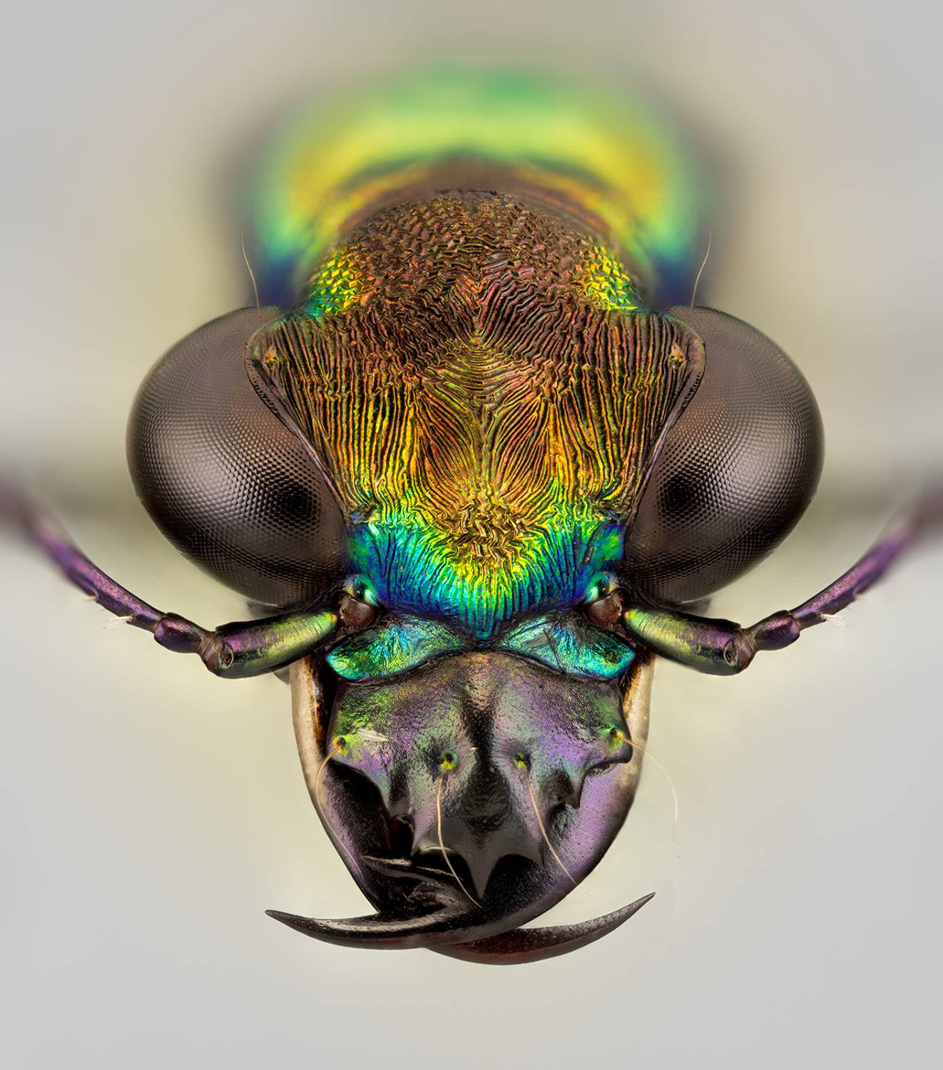 Скакун. Автор: Kavaliauskas Eugenijus coleoptera, carabidae, prothyma leprieuri, скакун, Kavaliauskas Eugenijus