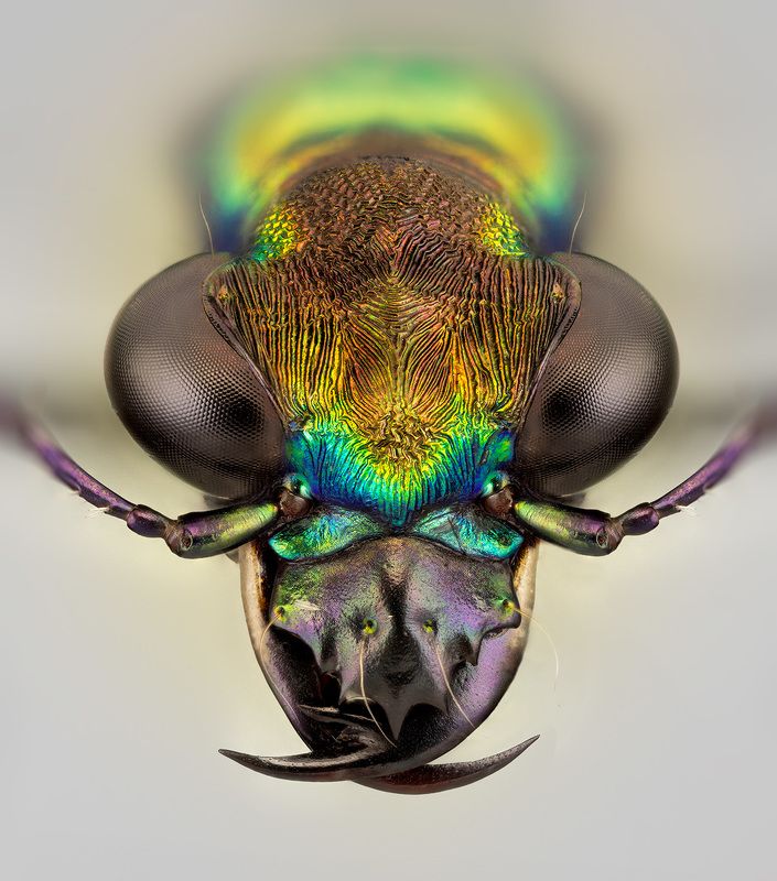 coleoptera, carabidae, prothyma leprieuri, скакун Скакунphoto preview