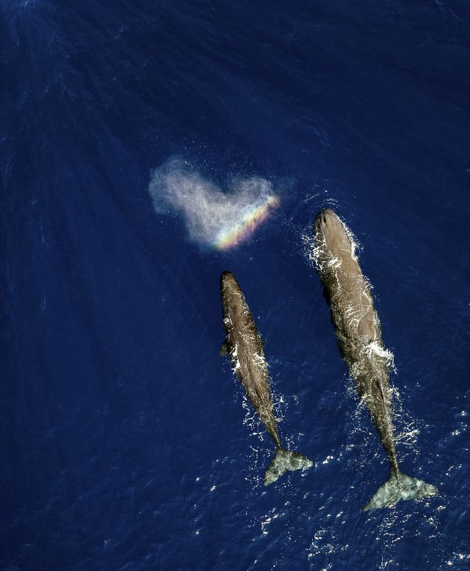 кашалот Влюбленные кашалоты фото превью