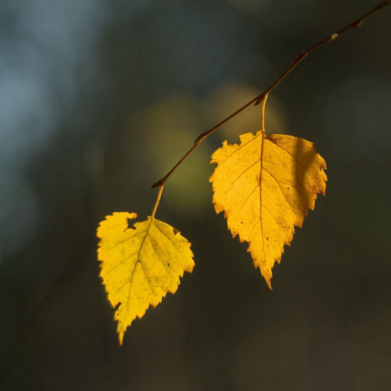 Вместе.photo preview