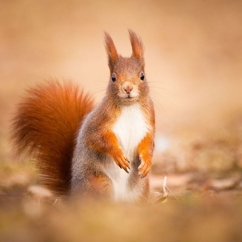 Squirrelphoto preview