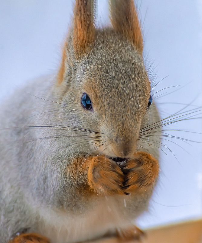 портрет белки.photo preview