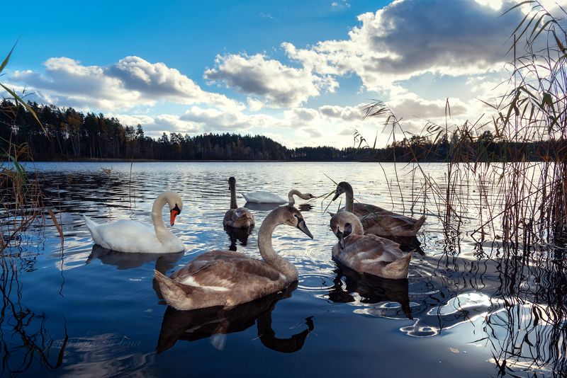 ***лебедиphoto preview