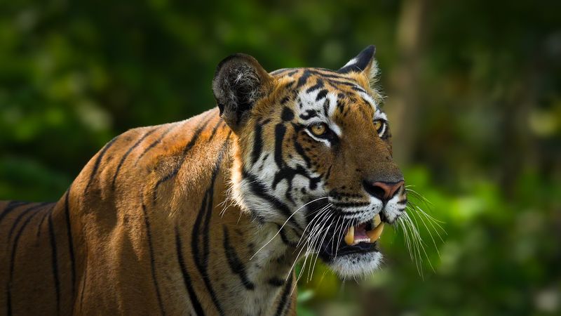 King of Kabiniphoto preview