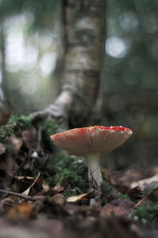 грибы, макро, осень, лес, pentacon, manual lens, мухомор, nature, forest, bokeh, боке photo preview