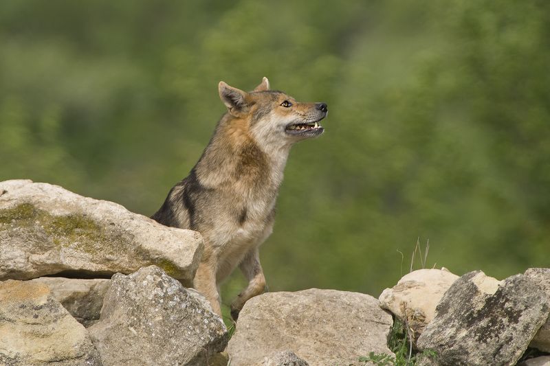 Джако ( Jackal )photo preview