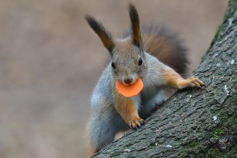 Squirrel..photo preview