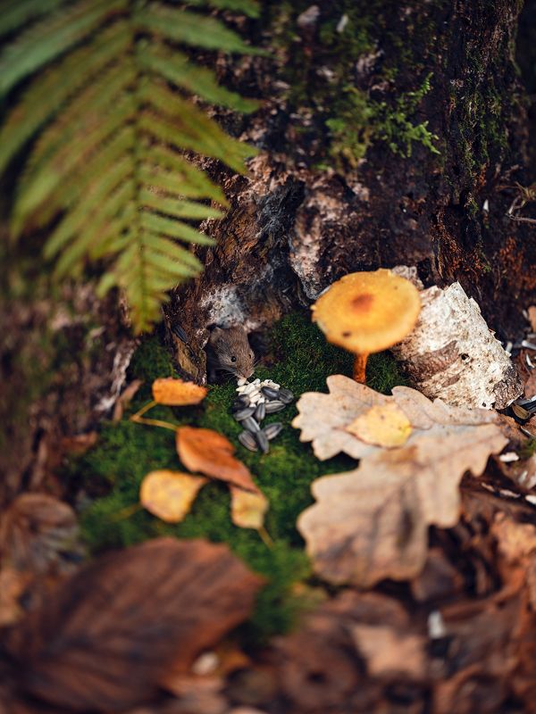 Под ногамиphoto preview