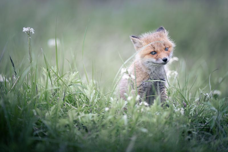 fox, wildlife, Spring Foxphoto preview