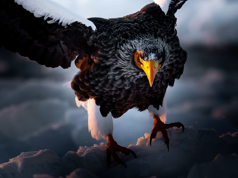 eagle, winter, dawn Dawnphoto preview