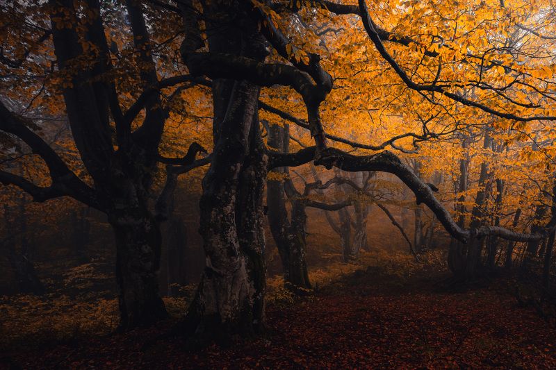 Autumn passionsphoto preview