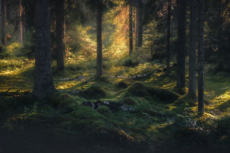 Сказки лесаphoto preview