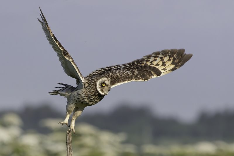 птица, сова, взлёт На взлётеphoto preview