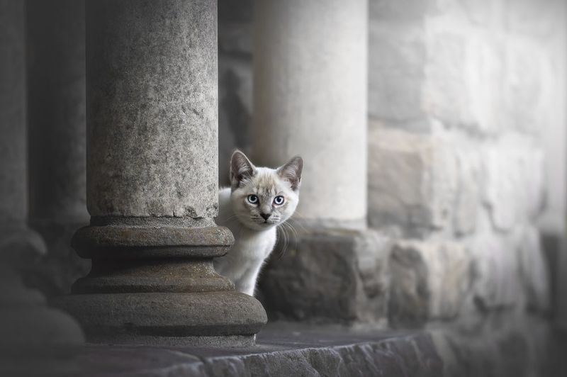 Dreamy pet portraitsphoto preview