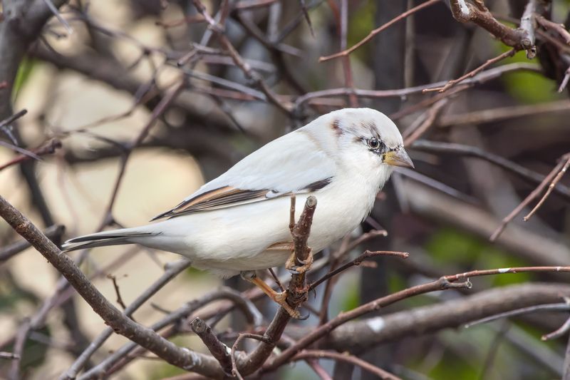 птицы, воробей Воробушекphoto preview