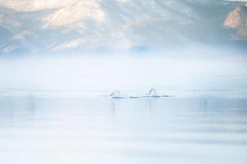 swan, winter, wildlife, bird, Silent lakephoto preview