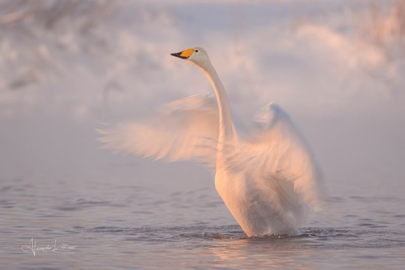 лебеди, алтай Морозная нежность... фото превью