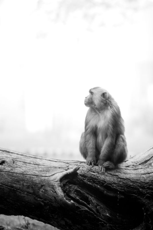 On a misty morning in Bharatpur Bird Sanctuary, a Rhesus macaque finds a moment of calm atop a weathered log. The chilly air wraps the scene in soft light, as the macaque pauses in contemplation, subtly defying the cold with a stream of warmth. Even in th Winter\'s Quiet Momentphoto preview