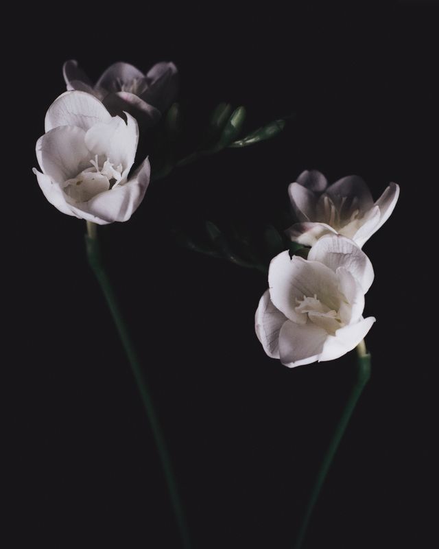 Flowersphoto preview