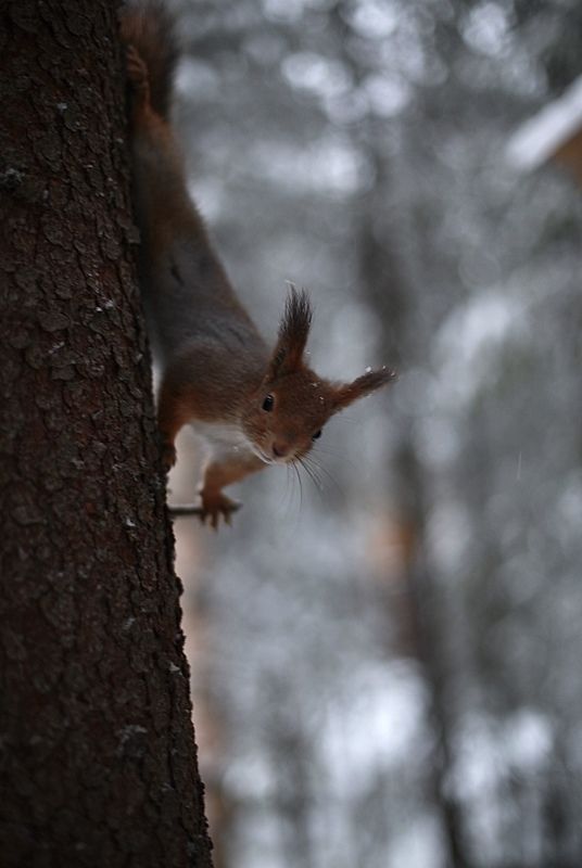 белка, природа, сосна, деревья, зима «А кушать будет?»photo preview