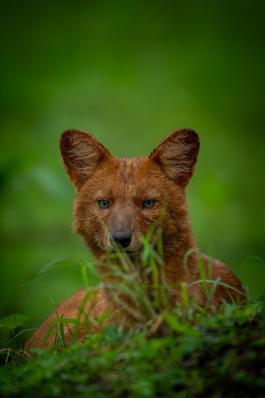 Small but Mightyphoto preview