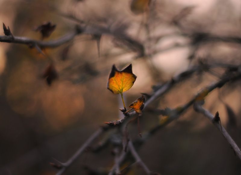 осень, сад, листья, природа Предзимний крыжовникphoto preview