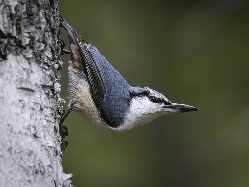 поползень, птицы, sitta europaea, животные Поползень в классической позе фото превью