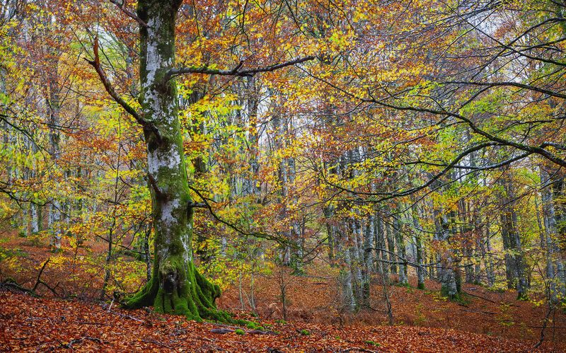 photography, mountain, autumn, color, landscape, photo, awakening, flowers, land, landmark, lands, dramatic ligth, ligth, mountains Ancient autumnphoto preview