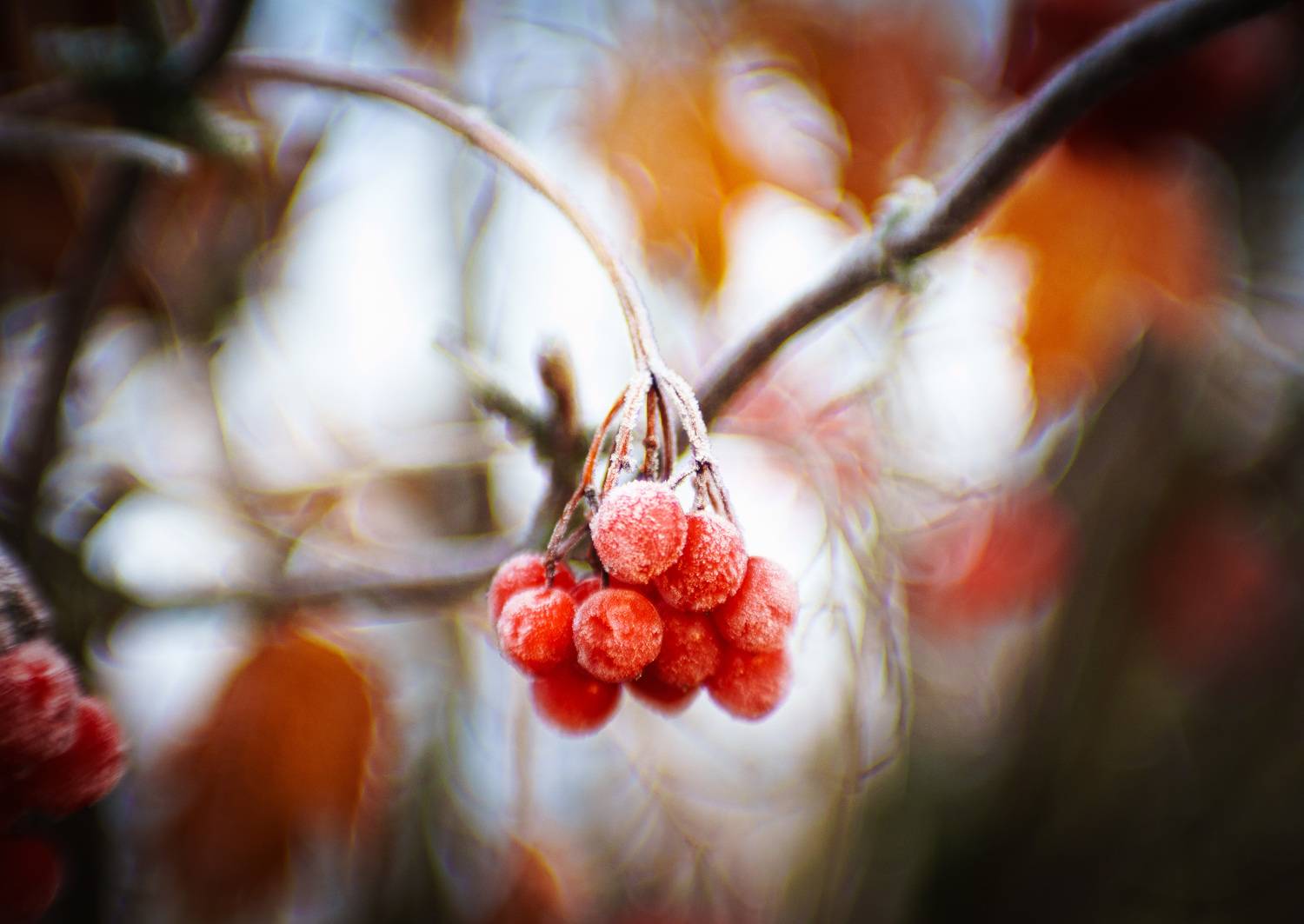 Сахарные ягоды. Автор: Лофицкая Лариса , Лофицкая Лариса