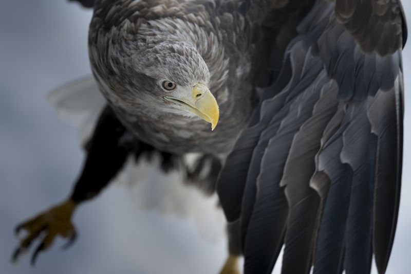 eagle, winter, air Fly Freephoto preview