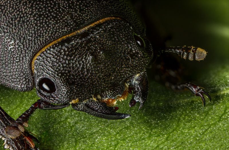 Жук-Оленёкphoto preview