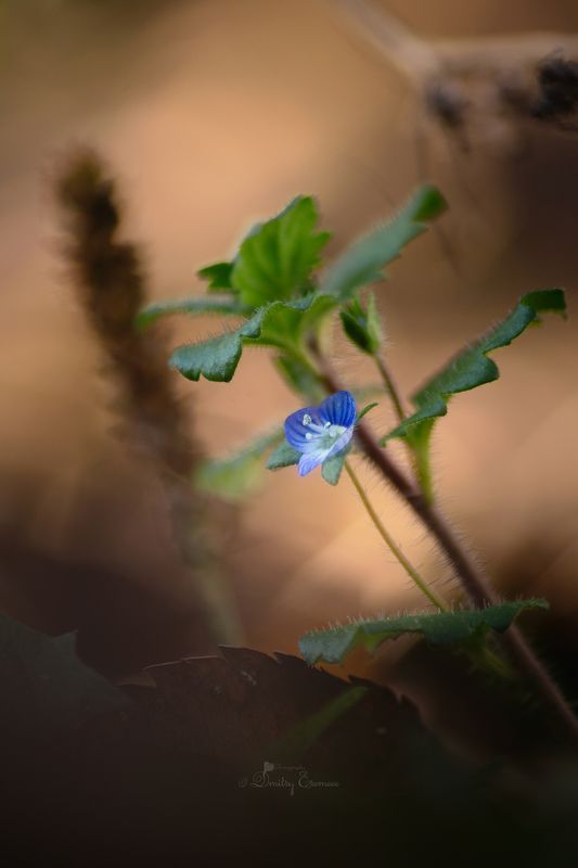 цветок флора осень природа фон боке свет цвет Ноябрьская... фото превью