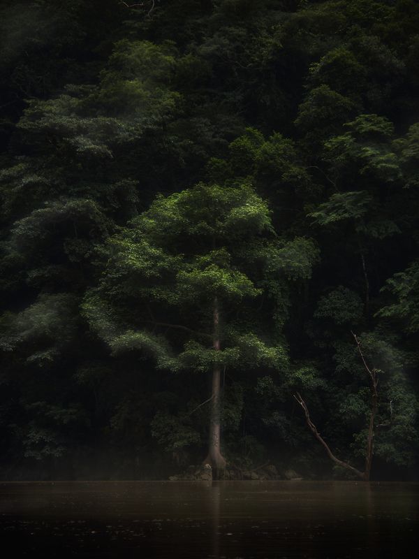 Nature, Landscape, Tree, Mexican forest one in a thousandphoto preview
