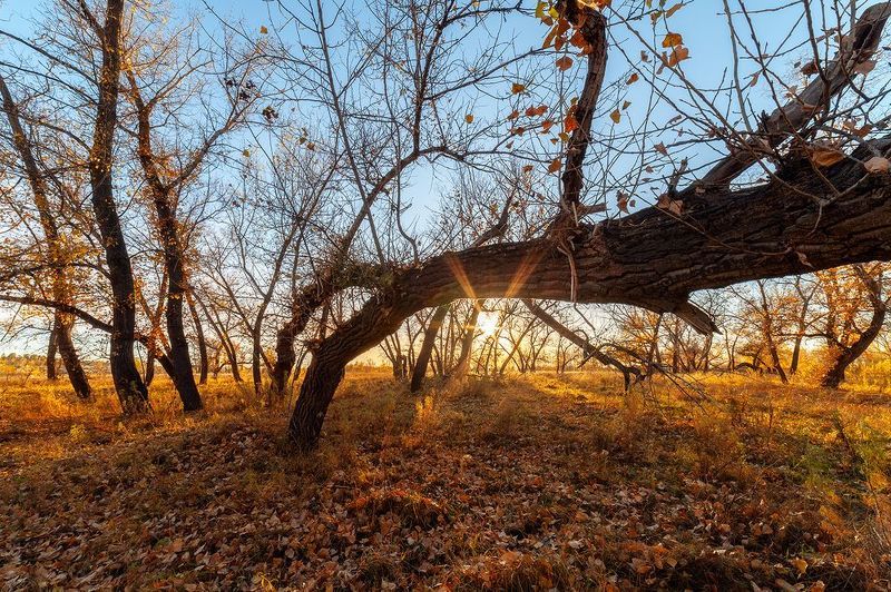 trees, sun, evening, russia Treesphoto preview