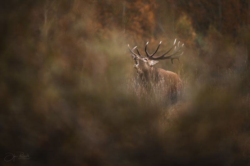 беларусь, красный бор, олень, deer, rut, deer season, Осенний круговорот фото превью